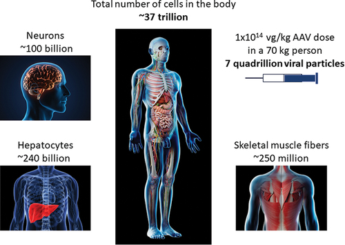 Figure 1. An estimate of the number of cells in the human body compared to the number of full viral particles in a high vector dose of AAV.