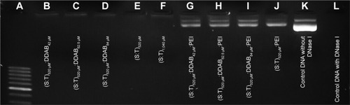 Figure 1 DNA protection assay. All lanes (except K) represent DNase I-treated contents.Notes: (A) 50 bp DNA ladder. (B–D) Vesicles containing squalene, Tween 80, and DDAB. (E–F) Vesicles containing only squalene and Tween 80. (G–I) Vesicles containing squalene, Tween 80, DDAB, and PEI. (J) Vesicles containing squalene, Tween 80, and PEI. (K) Control (free DNA without DNase I). (L) Control (free DNA with DNase I).Abbreviations: DDAB, didodecyldimethylammonium bromide; PEI, polyethyleneimine; S, squalene; T, Tween 80.