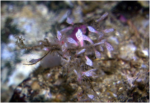 Figure 8. Weltnerium stroemii attached to a hydroid. Photo from the MAREANO video station R1292VL1331.