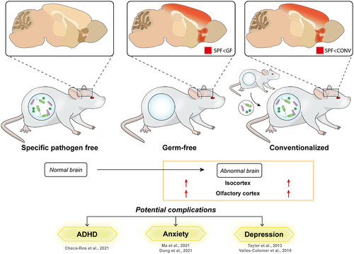 Figure 4. Ablation of gut microbiota persistently affects brain development in young adult mice.