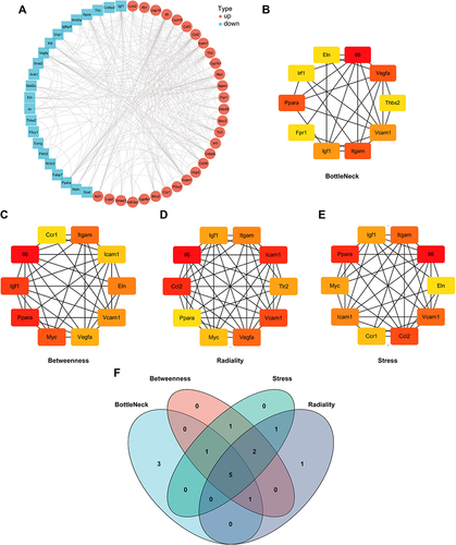 Figure 3 PPI network construction. (A) PPI network construction of overlapped genes (Retinoic acid target genes and DEGs). (B–E) Top 10 genes with the highest BottleNeck, Betweenness, Stress and Radiality. (F) Venn diagram summarizing overlapped genes in four sections.