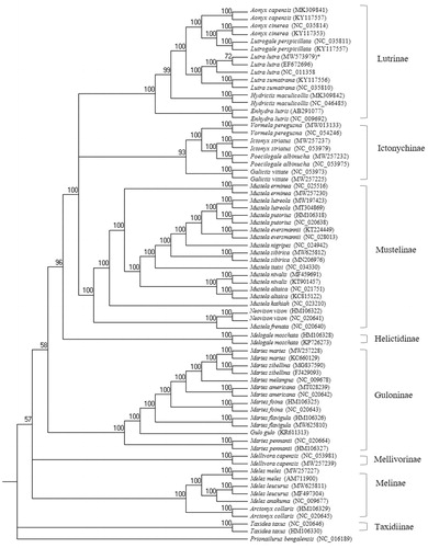 Figure 1. The phylogenetic relationship of the Lutra luta and other Mustelidae species based on 13 PCGs sequences using RAxML program with Prionailurus bengalensis as an outgroup. The numbers on the branches indicate bootstrap value. *Indicates the Korean otter Lutra lutra used in this study with the mitogenome accession no. MW573979.