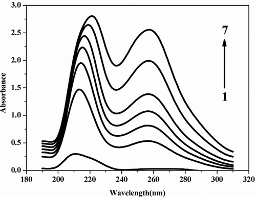 FIGURE 7 Absorption spectra of 2 μm α-amylase in the presence of gallic acid; pH = 7.4; curves 1 to 7: [gallic acid] = 0, 40, 60, 80, 100, 150, and 200 μM, respectively ([gallic acid] is the concentration of gallic acid).