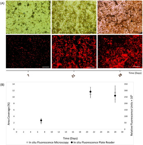 Figure 4. In situ autofluorescence measurements of 28-day natural phototrophic biofilms in Southsea Marina UK during Summer 2017, as recorded with (A) light (top) and fluorescence microscopy (bottom) images (scale bars = 20 μm), and (B) merged fluorescence microscopy and plate reader fluorescence records, where error bars represent standard error.