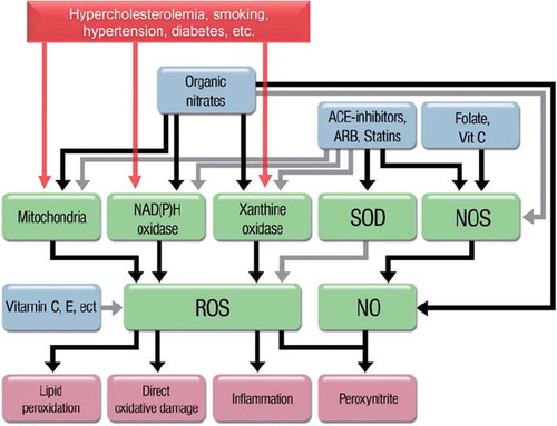 Figure 2. Scheme of the key players in ROS (reactive oxygen species)-induced damage and possible interventions. Gray lines mean inhibition or scavenging. Antioxidants such as vitamin C and E ‘only’ act by scavenging free radicals after they are formed. Organic nitrates increase the bioavailability of nitric oxide (NO), but at the same time increase that of ROS and inhibit the nitric oxide synthase. Angiotensin-converting enzyme (ACE) inhibitors, angiotensin receptor blockers (ARB), and statins act on the sources of ROS while at the same time stimulating endogenous NO production.
