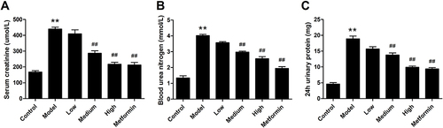 Figure 2 Effects of APS treatment on renal function. (A) Serum creatinine. (B) Blood urea nitrogen. (C) 24 h urinary protein. **P<0.01 vs control, ##P<0.01 vs model.