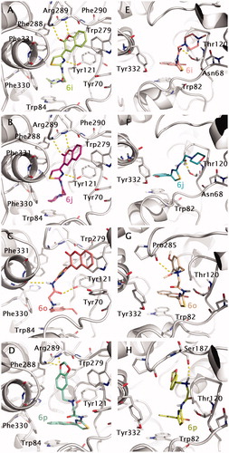 Figure 7. Docking poses for compound 6i, 6j, 6o and 6p into TcAChE (1EVE; A–D) and BuChE (1P0M; E–H) binding sites. Aminoacids relevant for ligand interactions are indicated and reported in white sticks.