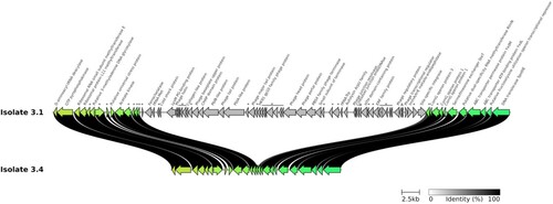 Figure 4. Genetic map of the 40,400 bp deletion corresponding to a prophage sequence in patient 3 isolate #3.4. Names and/or locus tags of the predicted proteins are displayed. Asterisks stand for hypothetical proteins.