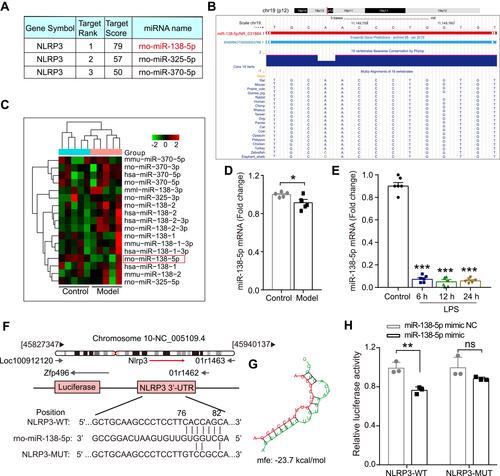 Figure 3 The expression of miR-138-5p in the hippocampus of LPS-treated rats. (A) Three miRNAs that could bind to NLRP3 in rats predicted by miRDB software. (B) The basic information of chromosome location, base sequence and species conservativeness of miR-138-5p obtained from UCSC Genome Bioinformatics website. (C) Heatmap for the three predicted miRNAs expression and (D) relative miR-138-5p level in the hippocampal of the cognitive impairment animal model and the control group (n = 5 pre group) from NCBI GEO database. (E) The qRT-PCR result of miR-138-5p mRNA expression in the LPS-treated rat hippocampus (n = 6 pre group). (F) The predicted binding sites and (G) mfe between miR-138-5p and the 3ʹ-UTR of NLRP3. (H) A firefly luciferase reporter containing NLRP3-WT/MUT with miR-138-5p mimic NC/mimic (n = 3 pre group). Data were presented as mean ± SEM. *p < 0.05, **p < 0.01.