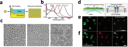 Figure 6. Interfacial assembly of AuNPs. (a) Schematic of the fabrication of plasmonic substrates by interfacial assembly, AuNPs organized into monolayers at the water/chloroform interface are transferred to a glass substrate. (b) Extinction spectra of substrates obtained by assembly of Au@Ag nanocubes, Au@Ag nanorods, and Au nanorods, respectively. (c) SEM of the assembled plasmonic substrates on glass slides (scale bars: 400 nm). (d) Schematic of total internal reflection fluorescence (TIRF) microscopy using interfacially assembled plasmonic substrates with enhanced fluorescence resonance energy transfer (FRET) imaging. (e) Fluorescence images of MDA-MB-468 cells on glass and (f) on a plasmonic substrate (scale bar: 20 µm) (Hou et al., Citation2020).