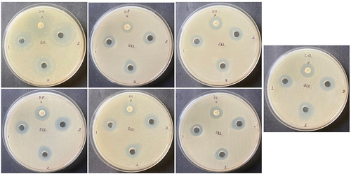 Figure 6 Antimicrobial activity of the synthesized GO/PEG/Bru-FA NCs. The results proved that the GO/PEG/Bru-FA NCs treatment substantially inhibited the growth of the tested pathogens. Particularly, (S)aureus, (K) pneumoniae, (E)coli, and C. albicans showed maximum sensitivity to the GO/PEG/Bru-FA NCs treatment.