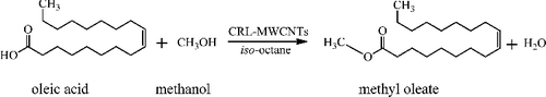 Figure 5. Esterification reaction of oleic acid and methanol catalysed by the CRL-MWCNTs.