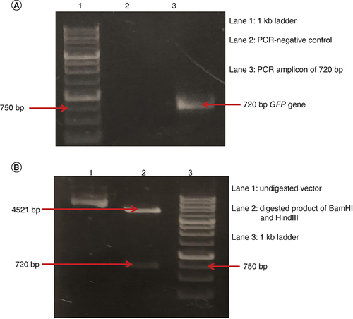 Figure 2. PCR amplification of GFP gene and confirmation of the clone by restriction digestion. (A) Lane 1: 1 kb DNA ladder. Lane 2: negative control of PCR. Lane 3: 720 bp amplicon of GFP gene. (B) Lane 1: different conformations of pSilencer–GFP construct. Lane 2: BamHI and HindIII digested pSilencer–GFP construct showing digested vector of 4521 bp and digested GFP gene of 720 bp. Lane 3: 1 kb DNA ladder.