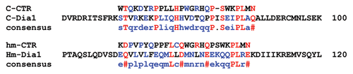 Figure 2 Predicted potential translation pausing motif (CTR) in chicken and human Dia1 protein sequences. The CTR sequences are from reference Citation10. The CTR in both chicken and human Dia1 are overlapped with a portion of the GBD.