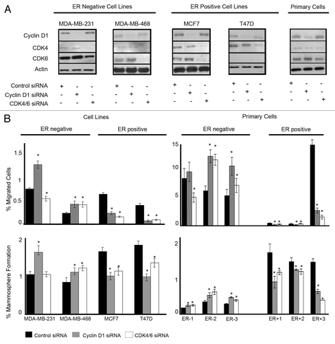 Figure 1. Downregulation of cyclin D1 and CDK4/6 in breast cancer cell lines and primary human breast cancer cells and effects on migration and mammosphere formation. (A) Immunoblots showing cyclin D1 and CDK4/6 protein expression following siRNA treatment to target cyclin D1, CDK4/6, or non-silencing control. (B) Following siRNA treatment, cells were assessed for migration (upper panel) and mammosphere formation (lower panel) in ER−ve and ER+ve (n = 4) cell lines and primary human breast cancer cells (n = 6). Bar charts represent the mean % number of migrated cells and % mammosphere formation, ± SEM. Cyclin D1 siRNA or CDK4/6 siRNA were compared with control siRNA to generate P values using a two-sided t test assuming equal variance. * Indicates significance, P < 0.05.