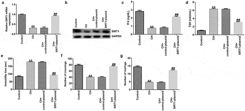 Figure 2. Effects of SIRT1-plasmid in CH model rats. (a) mRNA and (b) protein expression levels of SIRT1 in the hippocampal tissues of different groups of rats were determined using RT-qPCR and western blotting analyses, respectively. (c and d) fT4 and TSH levels in the plasma of rats. (e-g) Cognitive behavioral examination of rats with CH was performed via open-field and forced swimming tests. **P < 0.01 vs. control; ##P < 0.01 vs. CH + control-plasmid. SIRT1, sirtuin 1; CH, congenital hypothyroidism.