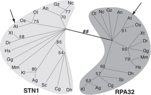 Figure 3 Stn1 and Rpa32 cluster in distinct monophyletic groups. Shown is an unrooted maximum likelihood phylogeny of the OB-fold domains of STN1 and RPA32 inferred using the WAG amino-acid transition model in RAxMLCitation57 from the alignment of Gao et al.Citation21 with the addition of STN1 from plants and green algae. Numbers along branches are bootstrap percentages from 500 replicates and indicate that STN1 and RPA32 form distinct monophyletic groups. Arrows indicate the placement of Arabidopsis. Other species are: Ag, Ashbya gossypii; An, Aspergillus nidulans; Cg, Candida glabrata; Dh, Debaryomyces hansenii; Dr, Danio rerio; Gg, Gallus gallus; Gz, Gibberella zeae; Hs, Homo sapiens; Kl, Kluyveromyces lactis; Nc, Neurospora crassa; Mm, Mus musculus; Os, Oryza sativa; Ol, Ostreococcus lucimarinus; Sc, Saccharomyces cerevisiae; Xt, Xenopus tropicalis.