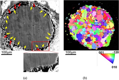 Figure 6. (a) SE image and (b) EBSD inverse pole figure map of a cross-section of the corroded wire showing how the striations relate to the underlying crystallographic orientations. Some grains show more pronounced striations (yellow arrows) compared to others; wide ‘pits’ are also evident (red arrows). The EBSD map also shows remnant Zn metal in the regions immediately beneath the original Zn wire surface.
