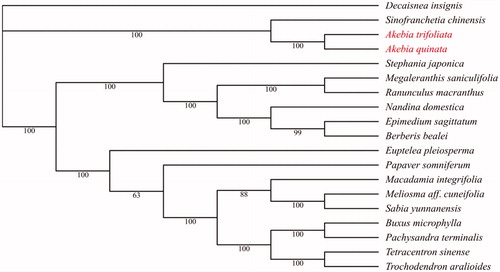 Figure 1. The phylogenetic tree based on the cp genome sequences of 19 plants. A. trifoliata and A. quinata are labeled in red. Bootstrap support values are given at the nodes. Accession number of 19 plants’ cp genome sequences is listed below: A. trifoliata (MN906448), A. quinata (NC_033913), Berberis bealei (NC_022457), Buxus microphylla (NC_009599), Decaisnea insignis (KY200671), Epimedium sagittatum (KU204899), Euptelea pleiosperma (KU204900), Macadamia integrifolia (NC_025288), Megaleranthis saniculifolia (NC_012615), Meliosma aff. cuneifolia (KU204901), Nandina domestica (NC_008336), Pachysandra terminalis (KU204904), Papaver somniferum (KU204905), Ranunculus macranthus (NC_008796), Sabia yunnanensis (KU204902), Sinofranchetia chinensis (NC_041488), Stephania japonica (KU204903), Tetracentron sinense (NC_021425) and Trochodendron aralioides (NC_021426).