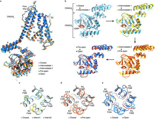 Figure 6. Incremental conformational changes and gradual opening of the cavity gate. a, superposition of protomer structures of cGMP-bound CNGA3L in five different states [Citation37]. b, Pairwise superposition of the CNBD and C-linker/gating ring of CNGA3R and CNGA3D in closed versus intermediate 1, intermediate 1 versus intermediate 2, intermediate 2 versus pre-open, and pre-open versus open states. The Cα positions of some select residues are marked to facilitate visualization of local conformational changes. c-e, comparison of S6 and cavity gate-forming F392/F434 in the five different states shown in (a), viewed from extracellular side. Arrows indicate motions of the side chains of the specified gate residues, showing gradual, subunit-specific and state-dependent rearrangements. The figures panels are adopted from Hu et al. [Citation37].