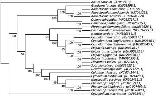 Figure 1. ML phylogeny recovered from 27 complete chloroplast genomes sequences by RAxML. NCBI accession number is shown after each species name.