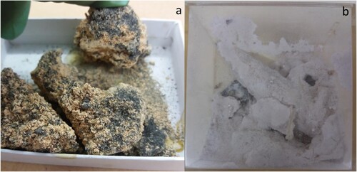 Figure 11. (a) A specimen of melanterite (FeSO4 · 7H2O; OUNHM MIN.26443) and (b) a specimen of epsomite (MgSO4 · 7H2O; NMW.26.151.GR–). Since accession, the specimens have fallen apart and produced powder due to dehydrating into lesser-hydrated sulfates (rozenite (FeSO4 · 4H2O) and hexahydrate (MgSO4 · 6H2O), respectively). Images used with permission of Oxford University Natural History Museum and National Museum Cardiff, respectively.