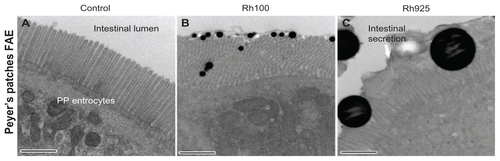 Figure S3. Electron photomicrographs showing the PP FAE enterocytes and the mechanical adhesion of thiol-organosilica particles. (A) The control of PP FAE, (B) mechanical adhesion of Rh100 on PP FAE, (C) mechanical adhesion of Rh925 on PP FAE.Note: Scale bar = (A); (B); and (C), 700 nm.Abbreviations: FAE, follicle associated epithelium; PPs, Peyer’s patches; Rh, rhodamine B.