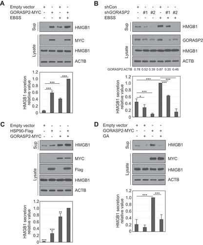 Figure 4. GORASP2 increases HMGB1 secretion. (A, B) HEK293T cells were transfected with GORASP2-MYC, shRNA control (SHC001) or shGORASP2 (#1; TRCN0000129348 and #2; TRCN0000127611). The cells were incubated in EBSS media for 14 h. WCLs were immunoblotted with anti-MYC, anti-HMGB1, anti-GORASP2, and anti-ACTB antibodies. The culture supernatants were concentrated with Amicon Centricon filters. (C) GORASP2-MYC and HSP90AA1-Flag were transfected into HEK293T cells. WCLs were immunoblotted with anti-MYC, anti-Flag, anti-HMGB1, and anti-ACTB antibodies. Culture supernatants were concentrated with Centricon filters. Results were compared to those for co-expressed HSP90AA1 and GORASP2/GRASP55. (D) GORASP2-MYC was transfected and treated with 0.5 μM GA for 24 h. WCLs were immunoblotted with anti-MYC, anti-HMGB1, and anti-ACTB antibodies. Culture supernatants were concentrated with Centricon filters. Data are presented as the mean ± SEM from at least three independent experiments. *p < 0.05, **p < 0.01, ***p < 0.001, one-way ANOVA followed by Tukey honestly significant difference posthoc test for multiple comparisons