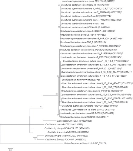 Fig. 1 The phylogenetic relationship of strain KNUA009 and its closely related species inferred from partial 16S rRNA gene sequence data. The type species of the genus Oscillatoria, Oscillatoria princeps Gomont NIVA CYA 150 (Suda et al. Citation2002) and four reference strains representing Oscillatoria (Castenholz Citation2001), Oscillatoria sancta PCC7515 (Cluster 1), Oscillatoria nigro-viridis PCC7112 (Cluster 2), Oscillatoria acuminata PCC6304 (Cluster 3) and Oscillatoria formosa PCC 6407 (Cluster 4) were included in the tree. Oscillatoria agardhii Gomont 1892 (Cluster 5) was excluded since it is now assigned to the genus Planktothrix as Planktothrix agardhii (Anagnostidis & Komárek Citation1988). Chloroflexus aurantiacus J-10-fl was used as outgroup. Bootstrap values are shown at each node. The scale bar represents a 1% difference in nucleotide sequences. Isolation source: aWard Hunt Lake, Nunavut, Canada; bIceland; cByers Peninsula, Antarctica; dFildes Peninsula, Antarctica; eThe Kuytun Glacier 51, Tianshan Mountains, China; fMarkham Ice Shelf, Canada; gOnyx River, Wright Valley, Victoria Land, East Antarctica; hThe Annapurna Range, Nepal; iLlong, the Pyrenees, Spain; jSupraglacial stream water, Antarctica; kBogota River, Colombia; lWesterhoefer Creek, Harz Mountains, Germany; mYellowstone Lake, Sedge Bay, USA.