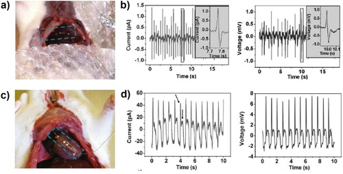 Figure 20. ZnO nanowire-based energy harvester implanted in the (a) diaphragm and (b) output current and voltage resultant and (e) heart of a rat [Citation311]. (Reproduced from Ref [311] with permissions of John Wiley and Son (Copyright 2010)).