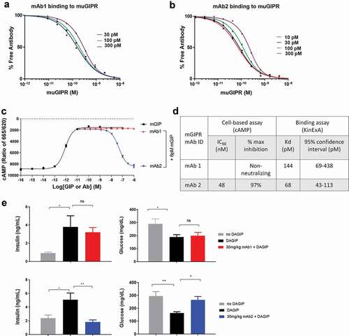 Figure 1. Characterization of anti-mouse GIPR antibodies. A) and B) Measurement of the equilibrium dissociation constant (KD) of mAb1 and mAb2 binding to the mouse GIPR membrane by KinExA. C) Effects of mAb1 and mAb2 on the GIP-induced cAMP production assay. D) Summary of bioactivity and binding affinity of the two antibodies. E) Acute in vivo effect of antibodies on insulinotropic effect of exogenous [D-Ala2]-GIP (DAGIP) during IPGTT. Blood insulin and glucose levels were measured after IP DAGIP and glucose challenges in C57BL/6 mice treated with vehicle, DAGIP alone, DAGIP with mAb1 or DAGIP with mAb2. Results are expressed as the mean and standard error of the mean. Statistical analysis was performed using one-way with Dunnett’s test for multiple comparisons. *** p < .001, ** p < .01, * p < .05