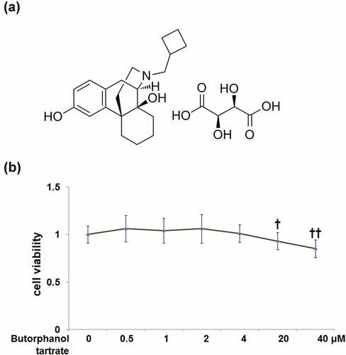Figure 1. Cytotoxicity of Butorphanol tartrate in human HC-A chondrocytes. (a) Molecular structure of Butorphanol tartrate; (b). Cells were treated with Butorphanol tartrate at varying concentrations (0, 0.5, 1, 2, 4, 20, 40 μM) for 24 hours, the cell viability was determined (†, ††, P < 0.05, 0.01 vs. Control group).