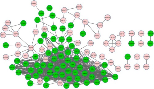 Figure 2 The constructed protein–protein interaction network of differentially expressed genes (DEGs).