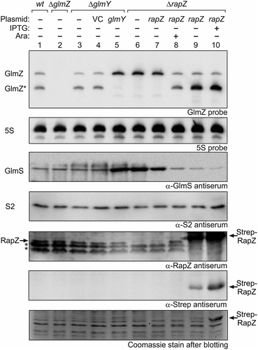 Figure 1. High RapZ concentrations trigger accumulation of processed GlmZ but do not completely turn over full-length GlmZ. Northern analyses addressing abundance of full-length and processed GlmZ in various genetic backgrounds (top panel) and the consequences for GlmS protein levels as detected by immunoblot analyses (panel 3 from top). Strains R1279 (wild type, lane 1), Z45 (ΔglmZ, lane 2), Z95 (ΔglmY, lanes 3–5) and Z37 (ΔrapZ, lanes 6–10) were used, which occasionally harboured the following plasmids: pBR-plac (VC = vector control; lane 4), pYG83 (lane 5), pBGG61 (lanes 7, 8), pBGG164 (lanes 9, 10). The bacteria were grown to exponential phase and harvested for isolation of total RNA and total protein, respectively. 5 μg of the total RNA preparations were subjected to Northern analysis using probes directed against GlmZ (top panel) and 5S rRNA as loading control (second panel from top). Total protein extracts were separated by SDS PAGE and analysed by Western blotting using antisera directed against GlmS (panel 3 from top), ribosomal protein S2 as loading control (panel 4 from top), RapZ (panel 5 from top), and the Strep epitope (panel 6 from top). Non-specific signals are indicated with asterisks. Following blotting, the SDS PAA gel was stained with Coomassie blue to visualize overproduced Strep-RapZ and to provide a further loading control (bottom panel). Arabinose and IPTG were added to the cultures for induction of rapZ expression as indicated.