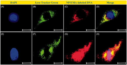 Figure 9. Intracellular tracking hPAMAM–PEGDGA/DNA NPs in MDA-MB231 cells. Images were taken after incubated with NPs for 15 min (A–D) or 60 min (E–H). Red: EMA-labeled DNA; Green: LysoTracker Green.