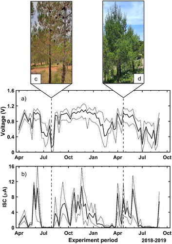 Figure 4. Temporal evolution of the voltage (a) and the ISC (b) during the long-term experiment given as the principal value of all trees. Maximum and minimum values are also depicted (dotted). Dashed vertical lines represent the dates when the tree pictures (C/D) were measured