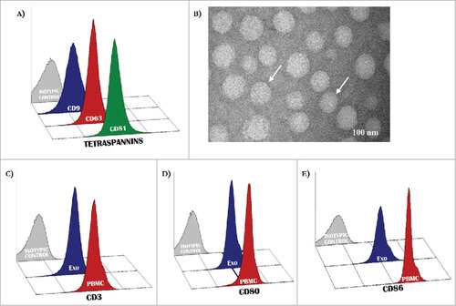 Figure 1. Antigenic profile of exosomes. (A) Exosomes isolated from patients with MM were characterized by flow-cytometry for the expression of CD9, CD63 and CD81 resulting in most instances higher than 95%. (B) Representative panels by TEM showing cup-shaped Exo (arrows) with a mean size of 80 nm (range: 40–110  nm). (C-D) A similar level of expression (higher than 90% in all instances) of CD3 as well as CD80 and CD86 antigens was revealed in peripheral mononuclear cells (red histograms) and Exo (blue histograms) isolated from 10 randomly selected MM patients. Histograms are representative of a single MM patient (pt.#3). Grey histograms are IgG1 a isotypic controls.