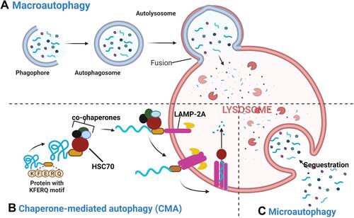 Figure 1 Three forms of autophagy. There are three types of autophagy: macroautophagy, chaperone-mediated autophagy and microautophagy. (A) Macroautophagy: during the process of macroautophagy substrate proteins and organelles are sequestered by autophagosome. Fusion of lysosome with the autophagosome to form the autolysosome is crucial process for degradation. (B) During chaperone-mediated autophagy, proteins carrying the pentapeptide KFERQ-like sequence are recognized by the Hsc70 chaperone, which then associates with the integral lysosome membrane protein LAMP-2A, triggering its oligomerization. This event leads the translocation of the bound protein into the lysosome interior through a process that requires Hsc70. (C) Microautophagy: it is the process where lysosomes directly engulf cytosolic components via lysosomal membrane invagination or protrusion without prior formation of an autophagosome. Created with BioRender.com.
