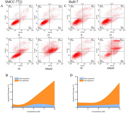 Figure 12. Cell apoptosis induced by compound MY-1121. Liver cancer cell SMMC-7721 (A, B) and HuH-7 (C, D) were treated indicated concentrations of compound MY-1121 for 48 h.