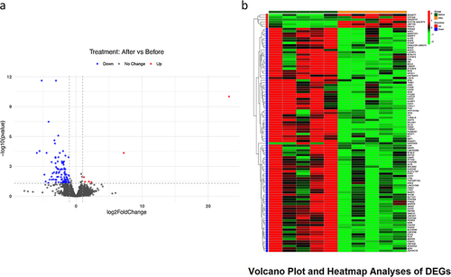 Figure 1 (a) Volcano Plot and (b) Heatmap analysis of differentially expressed mRNAs between samples from the Hashimoto’s basic treatment group (Before group) versus Hashimoto’s basic treatment combined with vitamin D2 treatment group (After group). They were differentially expressed with the cutoff fold changes ≥1 or ≤ −1 along with p < 0.05 and false discovery rate (FDR) < 0.05.