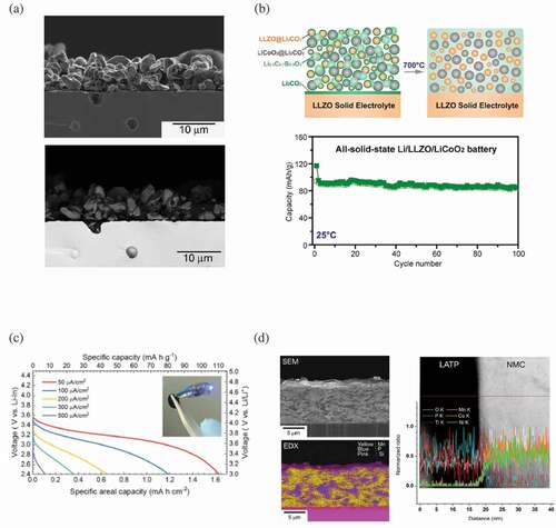 Figure 8. The development of positive electrode for CLBs. (a) Cross-sectional SEM images of secondary electron (top) and backscattering electron (bottom) images of the interface between the positive electrode layer (LCO positive active electrode material and Li3BO3 solid electrolyte) and the Li6.75La3Zr1.75Nb0.25O12 solid electrolyte[Citation106]. Reproduced with permission[Citation106]. Copyright 2013, Elsevier. (b) Thermally soldering LCO and LLZO through the reaction between the Li2.3C0.7B0.3O3 and the Li2CO3 that can be spontaneously coated Li2.3-xC0.7+xB0.3-xO3 interphase on both LLZO and LCO. The CLB with such a CPE exhibits high cycling stability and high rate performance[Citation104]. Reproduced with permission[Citation104]. Copyright 2018, Cell.(c) CLB using LCO/LLZTaO as CPE allows high discharge current densities and capacities[Citation99]. Reproduced with permission[Citation99]. Copyright 2019, Royal Society of Chemistry. (d) Cross-sectional SEM images and EDX mapping of a LiNi1/3Co1/3Mn1/3O2 (NMC)-LATP composite film on Si/SiO2 wafer by aerosol deposition (left). TEM image of a NMC/LATP interface in the NMC-LATP composite film and its EDX line profiles to show no interface reaction between NMC and LATP during aerosol deposition[Citation115]. Reproduced with permission[Citation115]. Copyright 2016, Elsevier.