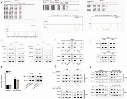 Figure 5. MGAT1 stabilizes MUC3A protein stability via N-glycosylation in WT cells.(a) N-glycosylation sites of MUC3A, MUC1 and MUC13 were predicted via NetPhos 3.1 Server. (b) Western blot measured the total protein of MUC1, MUC13 and MUC3A in HFWT and G-401 cells. After ConA pull-down, mannoprotein levels of MUC1, MUC13 and MUC3A were also detected through western blot in WT cells with or without MGAT1 knockdown. (c) In ChIP assay, western blot analysis was applied for measuring the enrichment of MGAT1 and MUC3A in indicated groups. (d) By western blot, the total protein of MUC3A in HFWT and G-401 cells was examined before and after BAG addition. After ConA pull-down assay, mannoprotein level of MUC3A was also detected via western blot under different conditions. (e) The overexpression efficiency of pcDNA3.1-MGAT1 in HFWT and G-401 cells was tested by RT-qPCR and western blot. (f) Western blot measured total protein levels of MGAT1 and MUC3A in HFWT and G-401 cells in pcDNA3.1, pcDNA3.1-MGAT1 or pcDNA3.1-MGAT1+PNGaseF groups. After ConA pull-down assay, mannoprotein level of MGAT1 and MUC3A in WT cells was also examined under different conditions. (g) After addition of CHX, western blot was conducted to detect protein levels of MGAT1 and MUC3A in HFWT and G-401 cells with or without MGAT1 overexpression every 4 hours. **P<0.01.