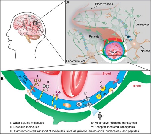 Figure 1 Pathways for crossing the blood–brain barrier (BBB).Notes: The BBB is located at the walls of the blood vessels that supply the central nervous system, including the brain. (A) Cross-section of a cerebral capillary, showing the structure of the BBB. The barrier is composed of a network of astrocytes, pericytes, neurons, and endothelial cells that form the tight junctions. (B) Different mechanisms for drug delivery across the BBB: water-soluble molecules penetrate the BBB through the tight junctions (I); lipid-soluble molecules are able to diffuse across the endothelial cells passively (II); carrier-mediated transport machineries are responsible for transporting peptides and small molecules (III); cationic drug increases its uptake by adsorptive-mediated transcytosis or endocytosis (IV); larger molecules are transported through receptor-mediated transcytosis (V).
