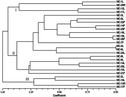 Figure 1. Phylogenetic tree generated using NTSYS program showing the clustering of endophytes with varying degree of antagonism.
