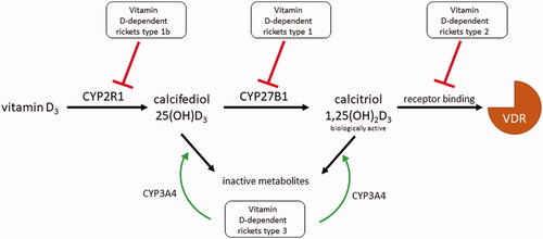Figure 5. Summary of genetic disorders in vitamin D3 metabolism. Vitamin D-dependent rickets (VDDR) type 1 is caused by the hypofunction of the activating enzyme CYP27B1. VDDR type 1 b arises one step earlier due to the hypofunction of the activating enzyme CYP2R1. VDDR type 2, also called vitamin D-resistant rickets, is caused by dysfunction of the substrate recognition site of the vitamin D receptor (VDR). VDDR type 3 is caused by the gain-of-function mutation of CYP3A4, which starts to deactivate vitamin D metabolites with even greater activity than CYP24A1.
