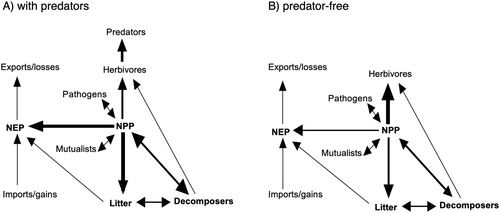 Figure 3. Summary of energy (biological carbon, C) flows though different ecosystem trophic levels. Both panels depict the predicted major pathways of influence of invasive predator species (A) or removing predators (B) on ecosystem C changes. Width of arrow depicts the relative importance of a pathway with respect to C flow. Most effects of predators on NEP (net ecosystem production) are mediated indirectly through herbivores, which in turn can regulate primary producers (net primary productivity, NPP). External gains and losses of C represent subsidies or losses to an ecosystem of C via non-biological activities (e.g. fire). (Modified from Peltzer et al. Citation2010).
