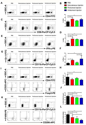 Figure 2 Effects of three different administration routes of the vaccine on the systemic immune responses. Representative cytometric dot plots of (A) CD4, (C) CD8, (E) IFN-γ, (G) MDSCs, (I) Tregs, and (K) M2-TAMs. Flow cytometry data showing splenic CD4, CD8, and IFN-γ positive cells represented as a bar graph expressed as (B) percentage of CD4+ T cells; (D) percentage of CD8+, and (F) percentage of IFN-γ cells. (H) The frequency of splenic MDSCs expressed as the percentage of CD11b and Gr-1 double positive cells. (J) The percentage of splenic Tregs represented as the frequency of CD25 and Foxp3 double-positive cells among CD4+ T cells. (L) The fraction of M2-TAMs expressed as the frequency of F4/80 and CD206 double-positive cells within CD11b+ splenocytes. The data are expressed as the mean±SD (n=3). The significance of the data was evaluated by one-way ANOVA followed by Tukey’s multiple comparison test (*p<0.05, **p<0.01, ***p<0.001).