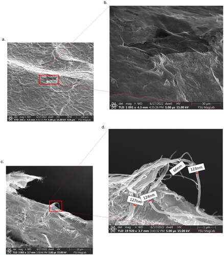 Figure 7. SEM images of (a) deformed CNT buckypaper containing a discontinuity; (b) high magnification of the discontinuity; (c) the edge of fracture CNT-BP; and (d) high magnification of overhanging bundles of CNTs along the edge.