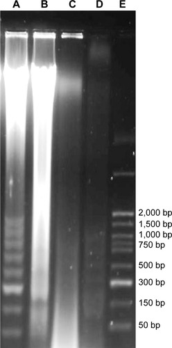 Figure 7 Electrophoretic separation of fragmented DNA for CAOV-3 cells treated or not treated with liriodenine.