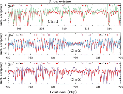 Figure 2. In vivo nucleosome occupancy profile δ Y(s) (see Figure 1) along a 10 kbp fragment of chromosome 3 (a), 2 (b) and 2 (c) of S. cerevisiae. Comparison of Lee et al. Citation(2007) MNase-chip data (red) with (a) Yuan et al. Citation(2005) MNase-chip data (green), (b) Whitehouse et al. Citation(2007) MNase-chip data (blue) and (c) Kaplan et al. Citation(2009) MNase-seq data (violet). The symbols have the same meaning as in Figure 1. In (b), the Whitehouse et al. data correspond to a detrended hybridation profile: with a∼200 bp. For the sake of comparison, we have applied the same detrending procedure to the Lee et al. data in (b).